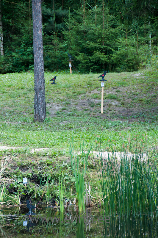 Bird, who decided gold medal win